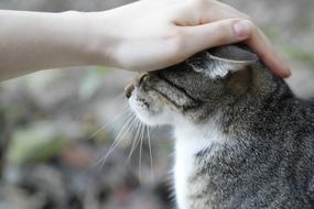 Cat hand head