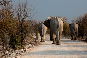 Elephants Botswana