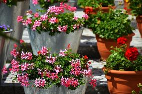 Geranium Flowers on Balcony