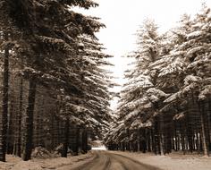 Winter Forest road snow