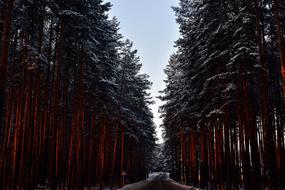 snow-covered tall trees along the road
