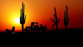 Colors Cactus Saguaro