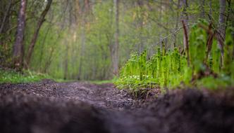 Fern Road forest