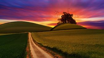 Green Field Crops road