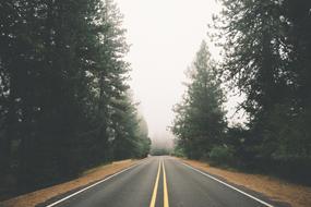 Beautiful highway road among the trees in fog
