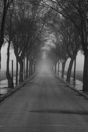 monochrome photo of wonderful Street in Fog