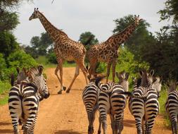 Zebras and giraffe Tanzania