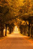 fog in autumn park in Berlin