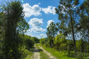 Road Cloud forest Landscape