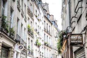 delightful Street Paris