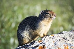 Highway Mountain rodent