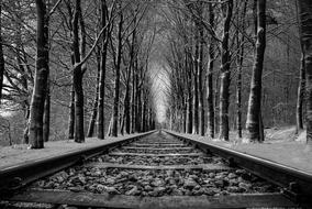 rail road tree monochrome