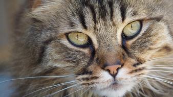 Cat Portrait face