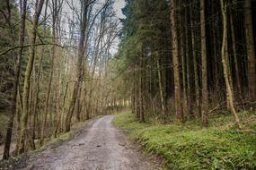 Wood Nature Tree road
