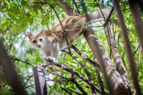 wonderful Cat on tree branches
