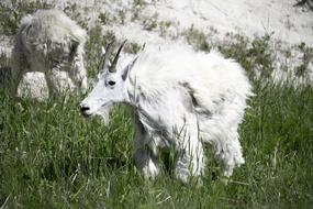 Mountain white goat