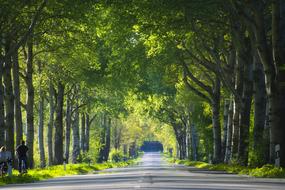 green Tree Lined Avenue