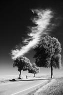 black and white photo of lonely trees along the highway under white clouds