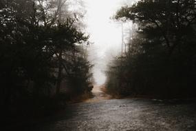 Dark Fog forest