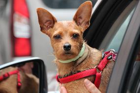 little brown dog peeks out of a car window