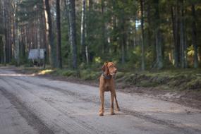 Road Wood dog