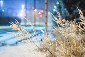 Snow Bush Light street