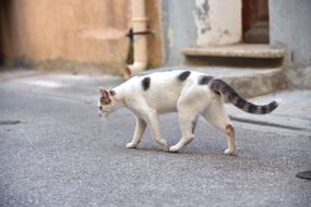 white Cat Street