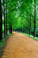 path in wonderful green Forest