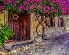 painted flowering tree at the entrance to a building in Cyprus