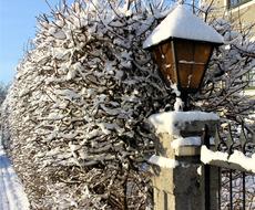 Lamp Nature Snow winter