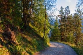 Road Mountain Fir trees