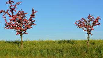 Nature Road red Trees