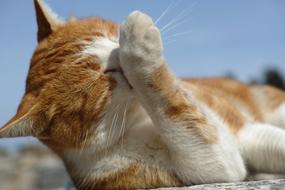 Cat Cute Yellow white
