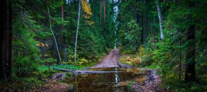 panorama view of puddle on trail in a forest