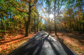 Forest Shadow