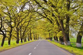 wonderful Road Tree Landscape
