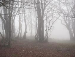 Fog Forest tree