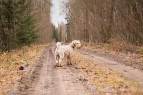Dog forest Road