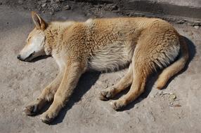 Dog Homeless sleep