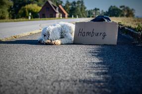 Dog humburf sign