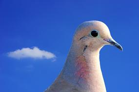 Dove City Pigeon blue sky