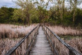 Bridge Brush Trees dry