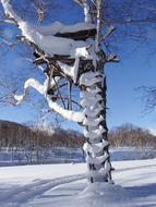 Snowy tree, with the ladder, in the beautiful forest, in the winter