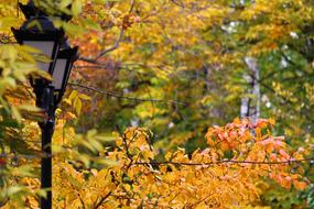 Lantern Autumn Park trees