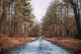 road in the autumn forest on a clear day