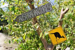 Australia Shield kangaroo