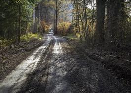 road in the light and shadow in the forest