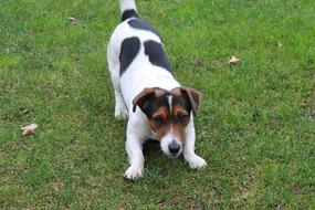 Dog Jack Russell Terrier Fun play