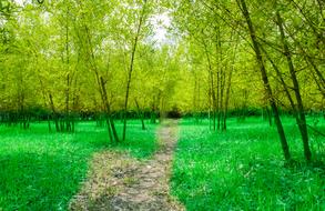 Beautiful bamboo garden with green trees and grass