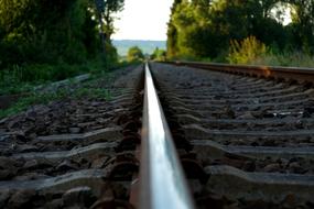 Rails and forest